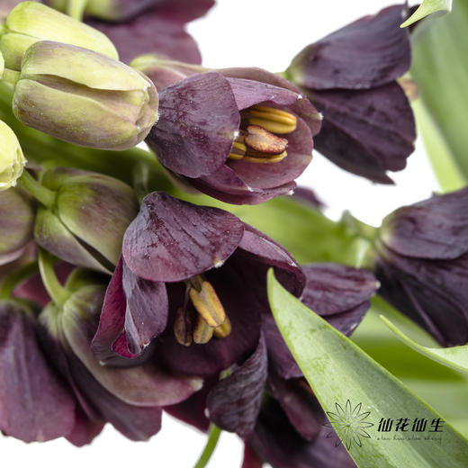 荷兰花材 | 大贝母紫黑色Persica 商品图3