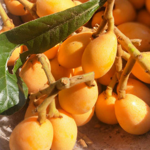 四川米易枇杷3斤 商品图0