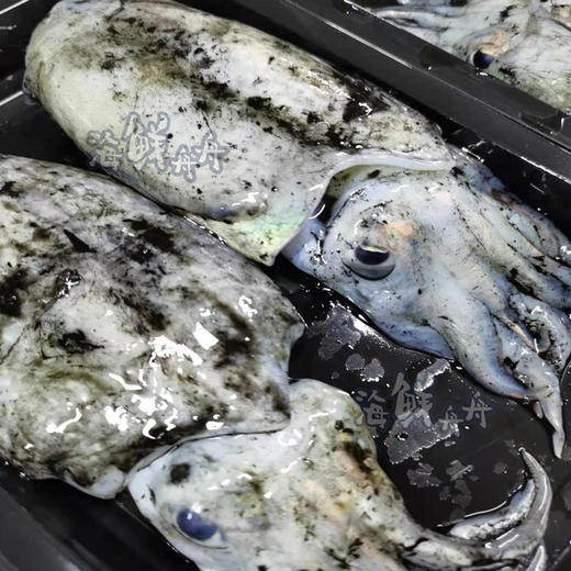 【野生】活冻小墨鱼 商品图2