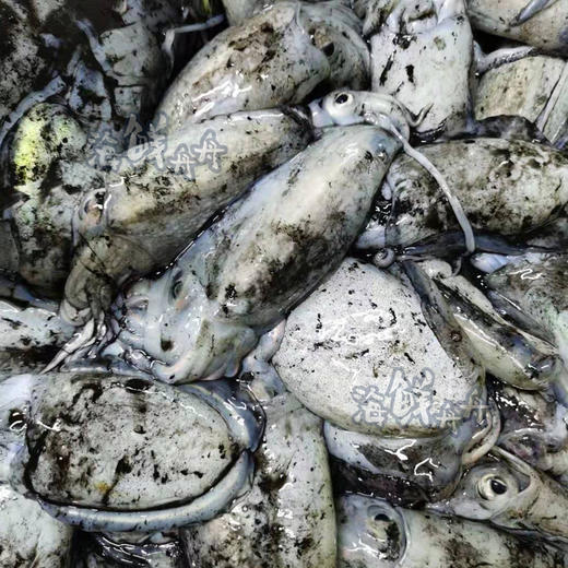 【野生】活冻小墨鱼 商品图3