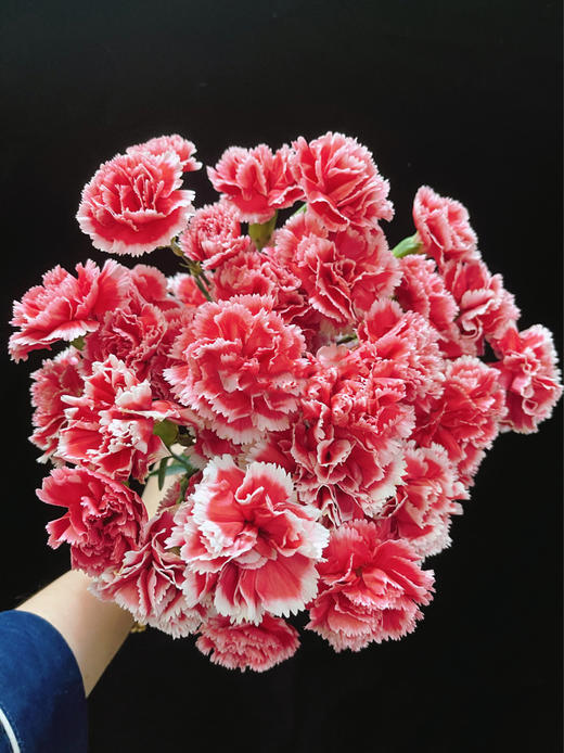 康乃馨【 时间是让人猝不及防的东西，偷走了青丝，留住你】简小姐精选 稀有康乃馨  2件包邮 下单48小时发货 商品图3