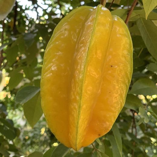 福建下河树上熟老树软枝杨桃 （4.5斤-5斤礼盒装） 商品图5