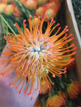 进口花-南非针垫-橙色-1枝