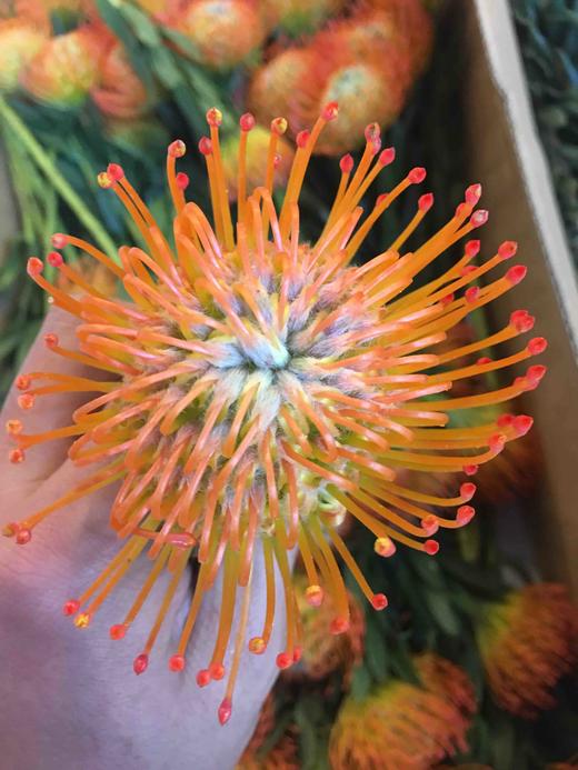 进口花-南非针垫-橙色-1枝 商品图0