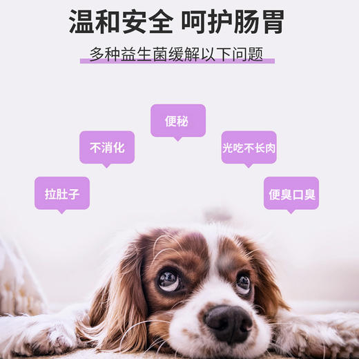 宝莱美露活性益生菌片180粒  改善肠胃 助消化 厂家直供！ 商品图3