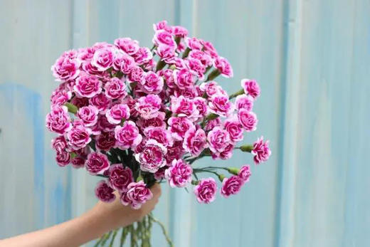 康乃馨【 时间是让人猝不及防的东西，偷走了青丝，留住你】简小姐精选 稀有康乃馨  2件包邮 下单48小时发货 商品图5