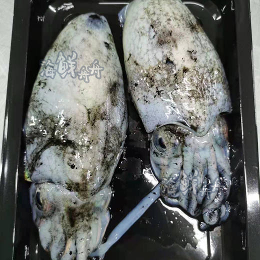 【野生】活冻小墨鱼 商品图1