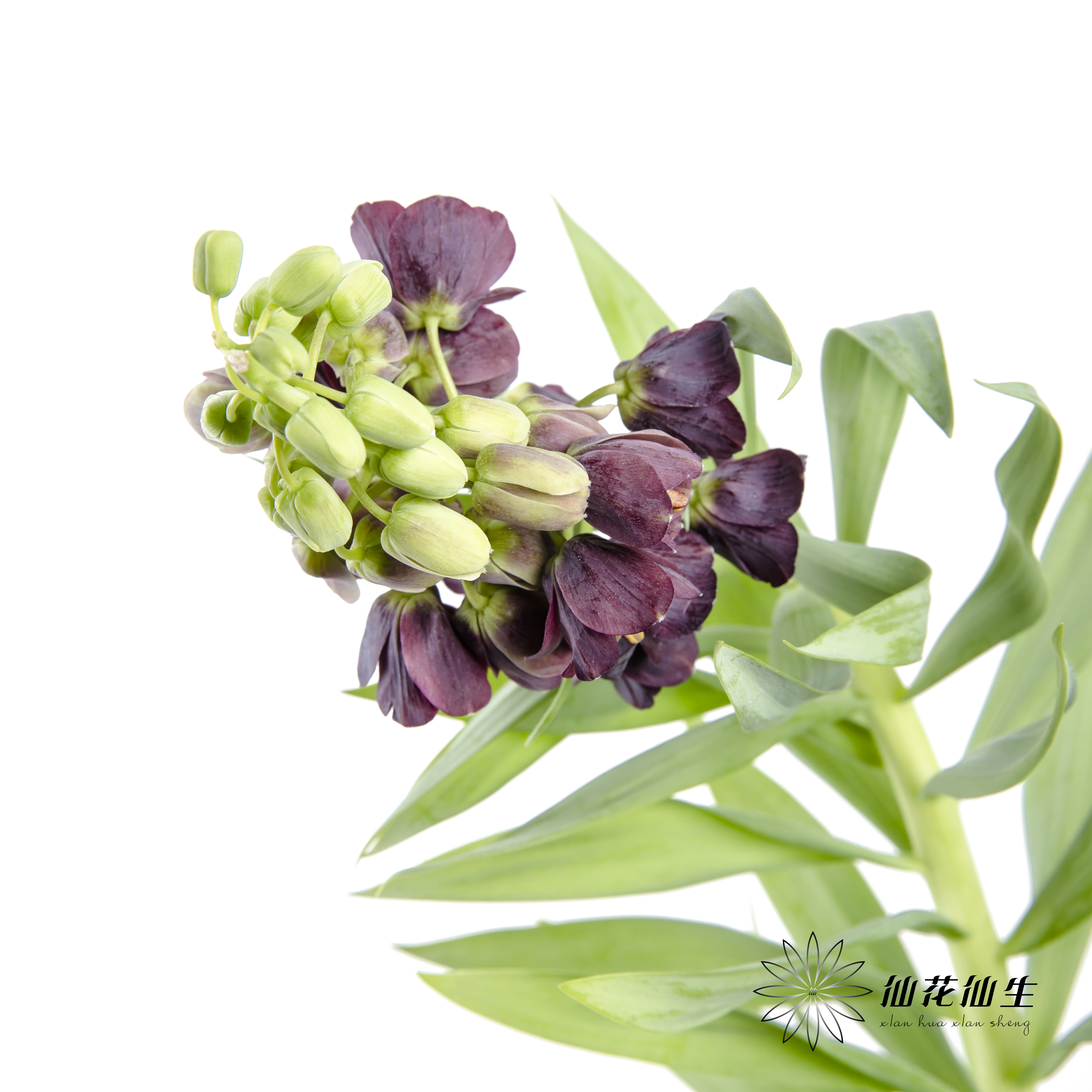 荷兰花材 | 大贝母紫黑色Persica