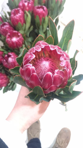 进口花-南非布兰达公主-1支/扎