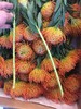 进口花-南非针垫-橙色-1枝 商品缩略图1