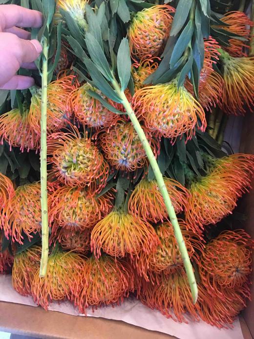 进口花-南非针垫-橙色-1枝 商品图1