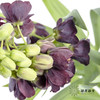 荷兰花材 | 大贝母紫黑色Persica 商品缩略图2