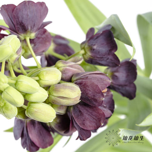 荷兰花材 | 大贝母紫黑色Persica 商品图2