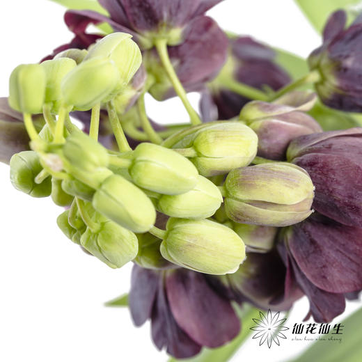 荷兰花材 | 大贝母紫黑色Persica 商品图1