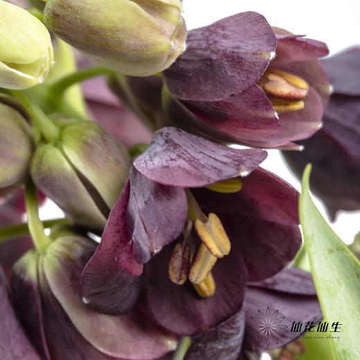 荷兰花材 | 大贝母紫黑色Persica 商品图5