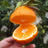 【四川•不知火丑橘】新鲜采摘  肉质脆嫩Q弹 酸甜适中 自然果酸 不打甜蜜素 细腻不上火 商品缩略图2