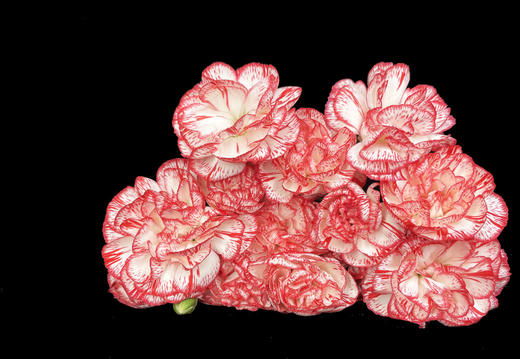 康乃馨【 时间是让人猝不及防的东西，偷走了青丝，留住你】简小姐精选 稀有康乃馨  2件包邮 下单48小时发货 商品图6