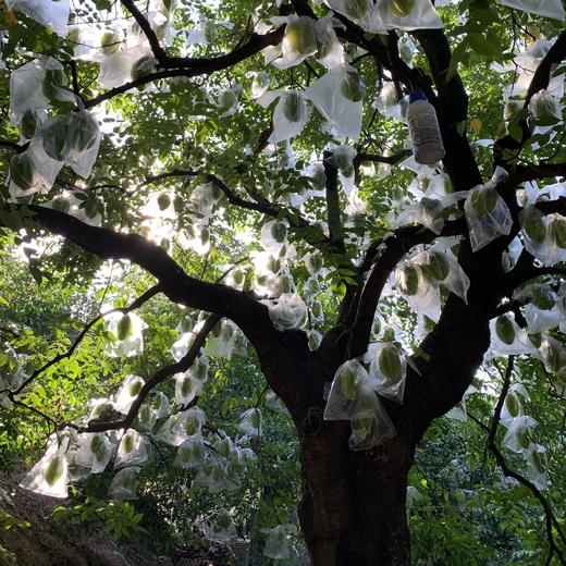 福建下河树上熟老树软枝杨桃 （4.5斤-5斤礼盒装） 商品图14