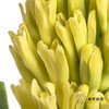 荷兰花材 | 风信子黄 Yellow Queen 商品缩略图1