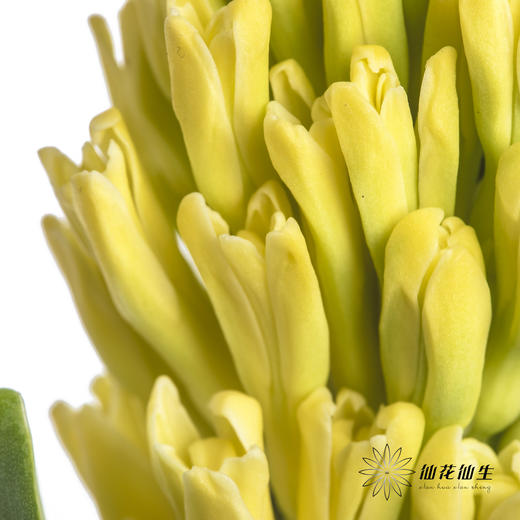 荷兰花材 | 风信子黄 Yellow Queen 商品图1