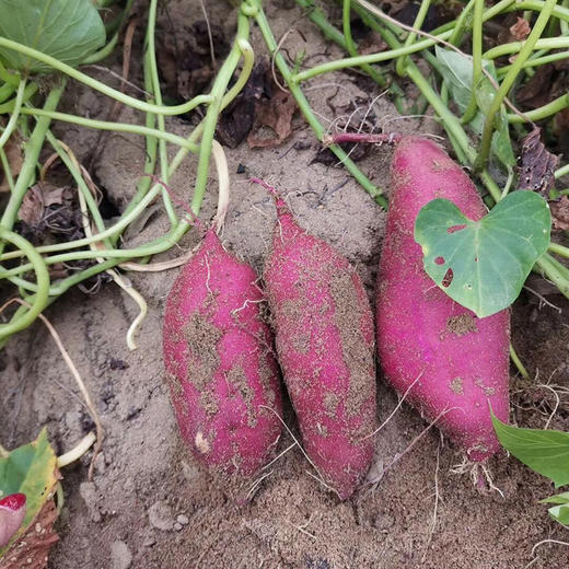 海南【桥头地瓜】粉糯香甜 细腻无丝 富硒珍品 沙土种植 现挖现发！ 商品图6