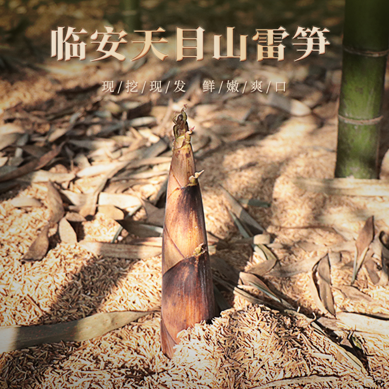 舌尖推荐【 临安天目山春笋】  农家直采，现挖现发 鲜脆爽口