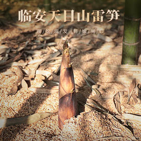 舌尖推荐【 临安天目山春笋】  农家直采，现挖现发 鲜脆爽口