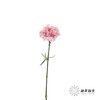 单头康乃馨 | 粉钻 商品缩略图3