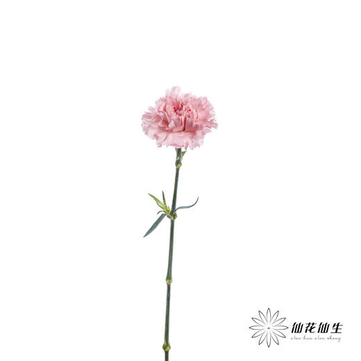 单头康乃馨 | 粉钻 商品图3