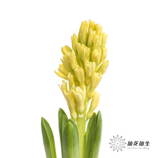荷兰花材 | 风信子黄 Yellow Queen 商品图5