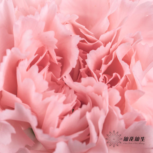 单头康乃馨 | 粉钻 商品图5