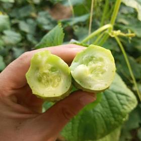 牛奶灌溉海阳白玉黄瓜 4-4.5斤装