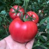 海阳自然熟普罗旺斯番茄 4斤 商品缩略图8