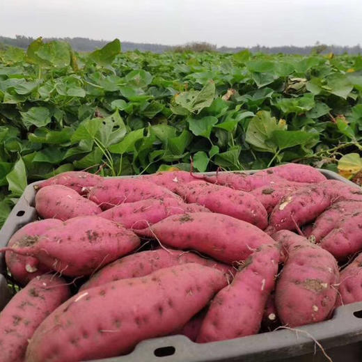 海南【桥头地瓜】粉糯香甜 细腻无丝 富硒珍品 沙土种植 现挖现发！ 商品图5