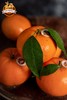 澳香橘——生长在“长寿之乡”的澳洲柑橘|来自大洋彼岸的味蕾 商品缩略图3