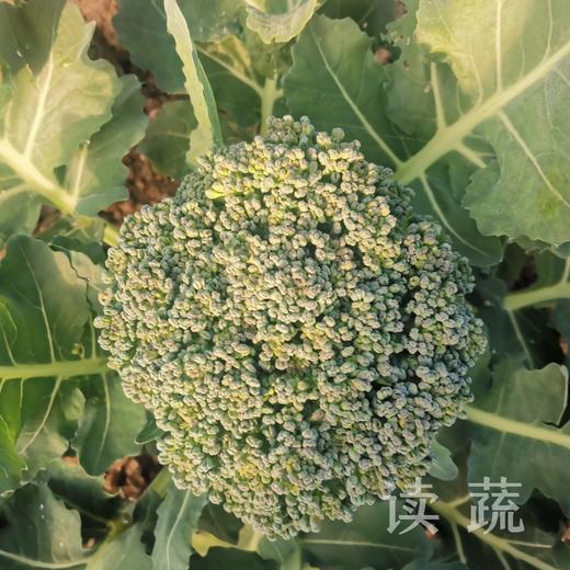 西兰花 |绿色新鲜|健康美味 商品图1