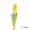 荷兰花材 | 风信子黄 Yellow Queen 商品缩略图2