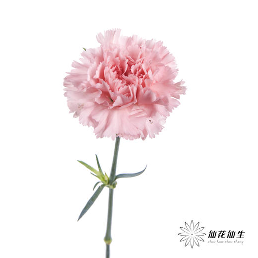 单头康乃馨 | 粉钻 商品图2