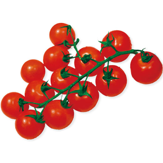 [专业种子] “丽妃”小番茄种子 商品图0