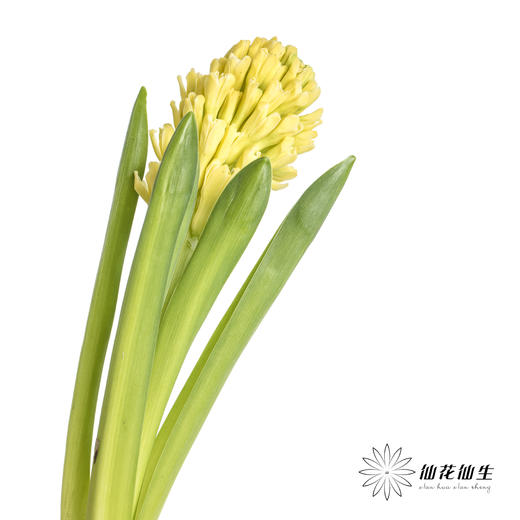 荷兰花材 | 风信子黄 Yellow Queen 商品图3