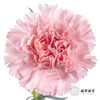 单头康乃馨 | 粉钻 商品缩略图0
