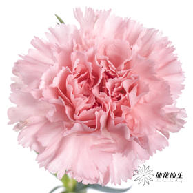 单头康乃馨 | 粉钻