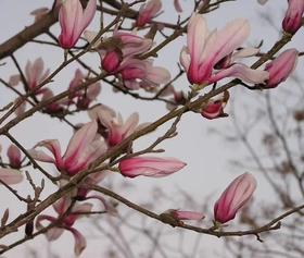 女王节定制！兰耳双珍饼2月28日上新。
