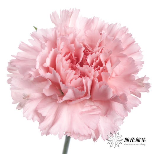 单头康乃馨 | 粉钻 商品图1