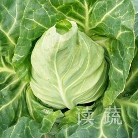 有机牛心包菜 (约500g/个) |情圆自产|新鲜脆嫩|自然生长