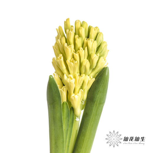 荷兰花材 | 风信子黄 Yellow Queen 商品图0