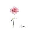 单头康乃馨 | 粉钻 商品缩略图4