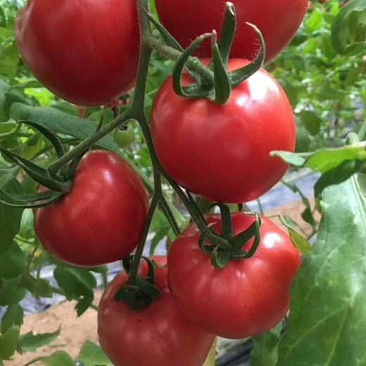 海阳自然熟普罗旺斯番茄 4斤 商品图11