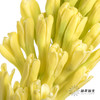 荷兰花材 | 风信子黄 Yellow Queen 商品缩略图4
