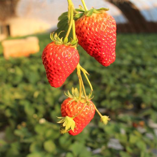 【预售】有机草莓 | 7天左右陆续发货 |  * Organic Strawberry 商品图1